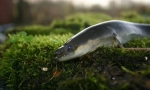 European eel